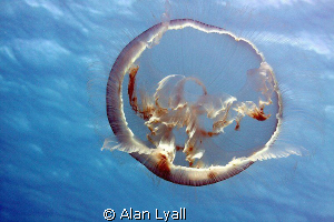 Moon jelly drifting just below the surface in the warm Ca... by Alan Lyall 